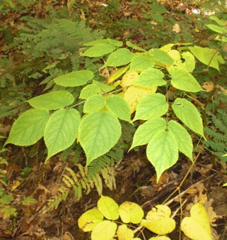 Mainly yellow and light green leaves