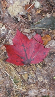 We missed most of the deep red maple leaves