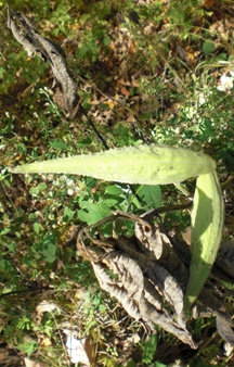 Milkweed