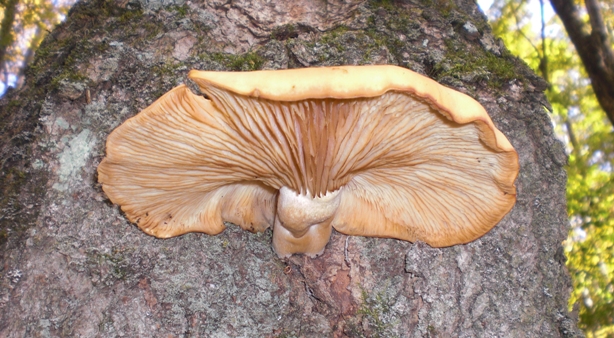 Mushrooms can be pretty