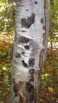 Trees in Trouble