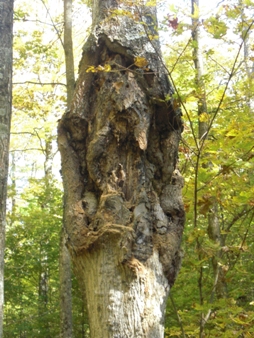 Trees in Trouble