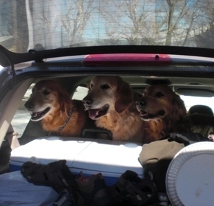 Doggies all packed up and ready to go!