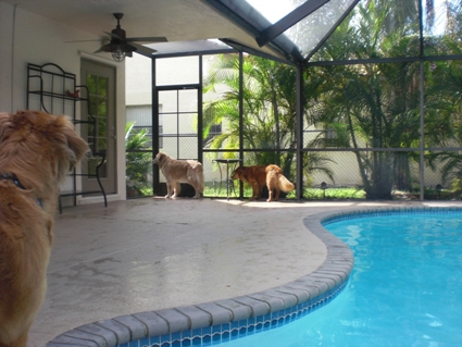 Dogs exploring their new pool