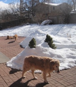 Doggies saying farewell to their old backyard!
