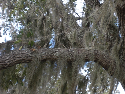 Spanish moss on trees