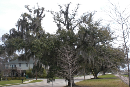 Spanish moss on trees