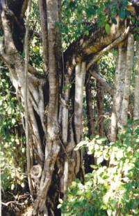 Kakadu - A rainforest tree desperate to put down roots!
