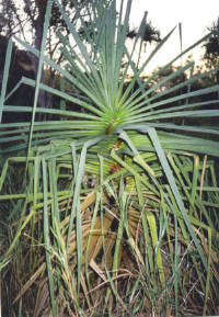 A screwed-up palm... at Ubirr.