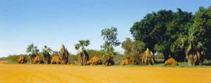 Termite mounds at Sandfire Roadhouse (between Broome and Port Headland).  Not as impressive as those in the Northern Territory...