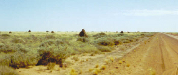 More termite mounds along the Tanami Track.