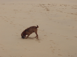 Magnus on the beach.