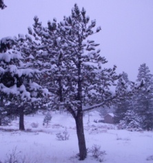 View from our cabin - a very very cold tree.