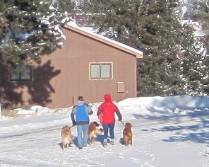 Walking doggies.