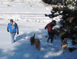 Walking doggies.