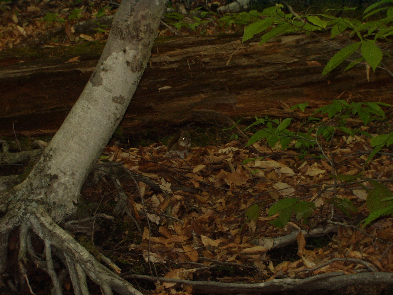 Evil-looking squirrel at the Flume (Franconia Notch).