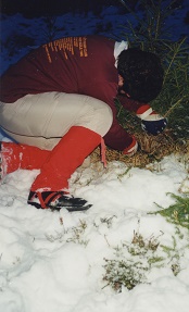 More action - Rob catching the christmas tree at Rygnestad.  Satisfying the hunting instinct in a less violent way?