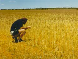 and checking wheat fields in Mukinbudin (Western Australia)