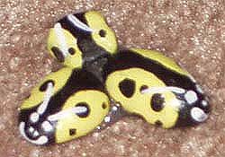Yellow lady bugs