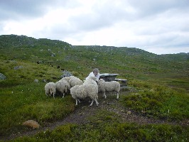Sheep are always crowding around Janet.
