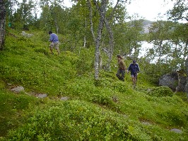 Nico, Paupi and Alvaro picking blueberries at Bjrnevatn.