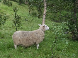 A lone sheep at Voglumtveit.