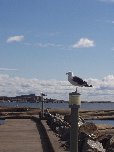 The seagulls are watching on - thinking how daft tourists are...