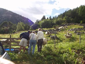 Arriving at Rygnestad we found and caught a lamb on the wrong side of the fence.