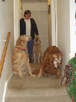 Kristin, Tigger, Sheba and Moses.