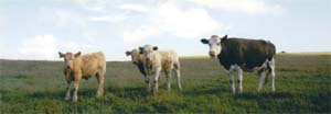 Beitande kyr med kalvar p Shetland.