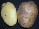 Yukon Gold potatoes